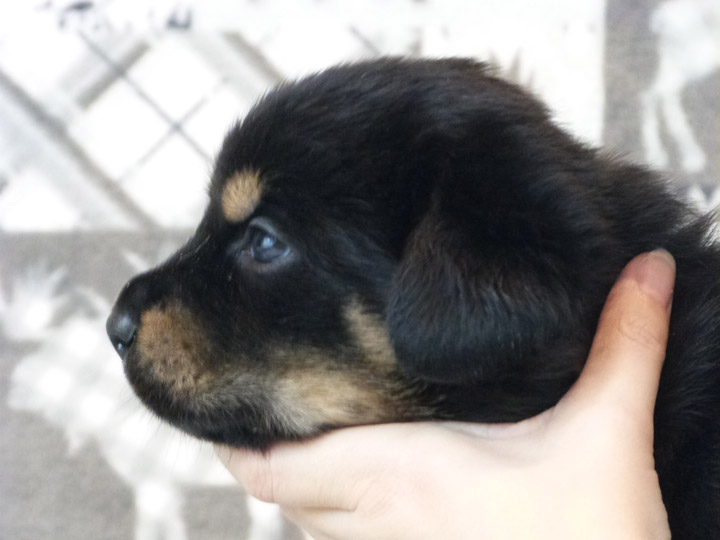 chinook puppy